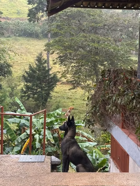 PASTOR BELGA MALINOIS NEGROS Y CARBONADOS