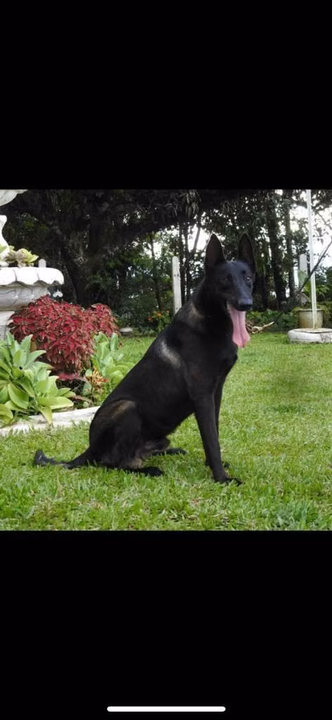 Cachorros pastor belga malinois