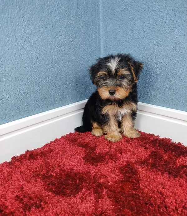 yorkie hembra