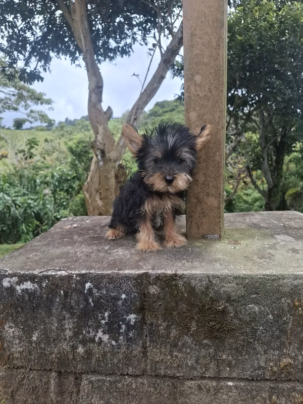 yorkie macho mini