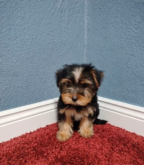 yorkie