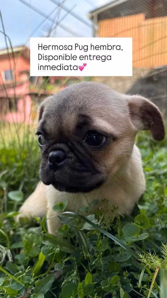Hermosa Pug