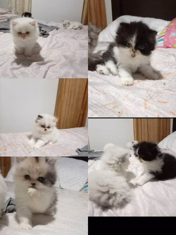 Gatitos Persa