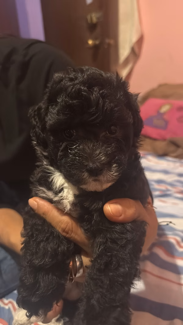 Venta de cachorros French Poodle
