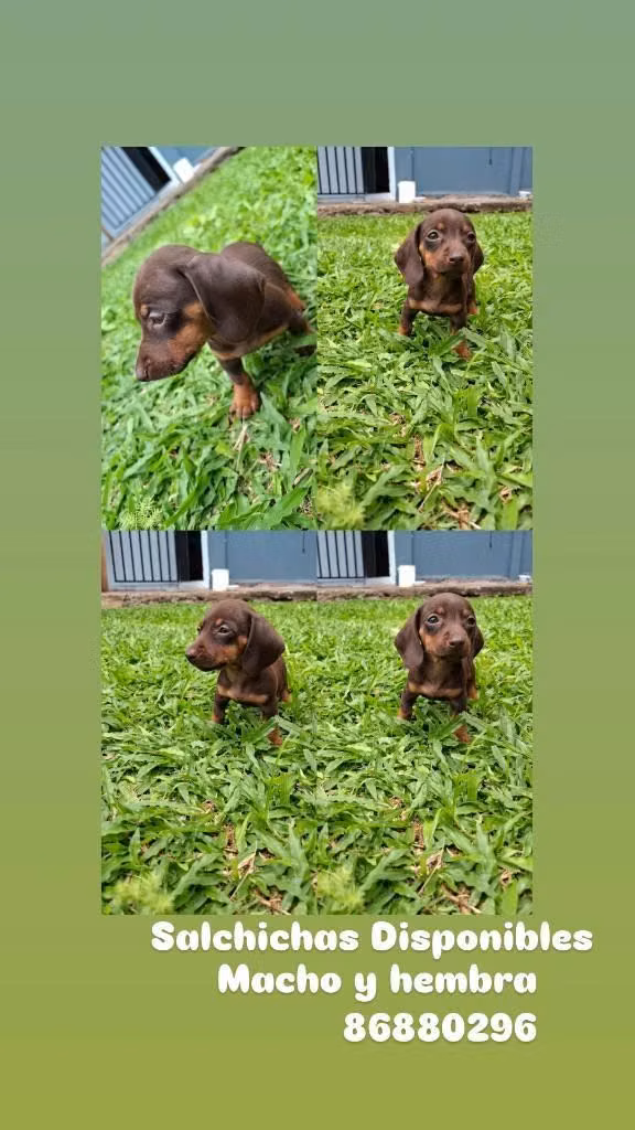 Perros salchichas
