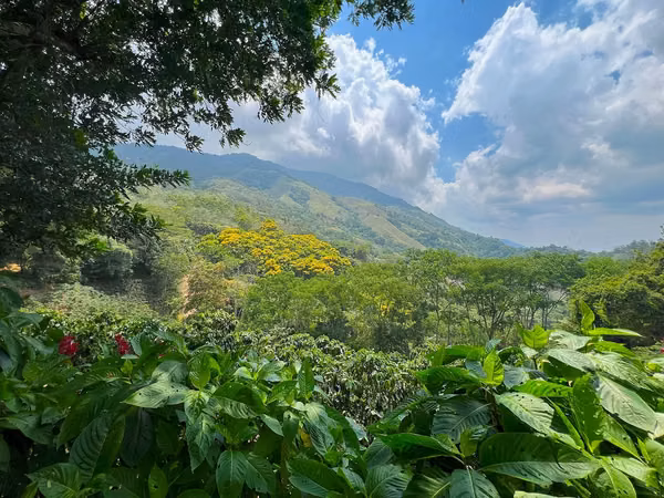 Finca de café y árboles frutales en Puriscal