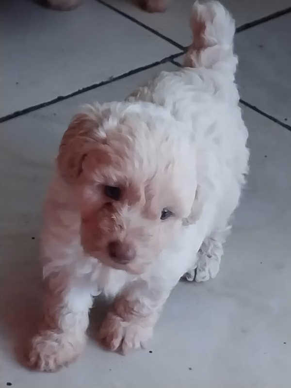 Bellos frenchs poodle