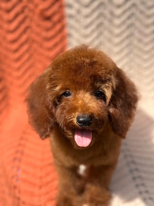 French poodle toy red