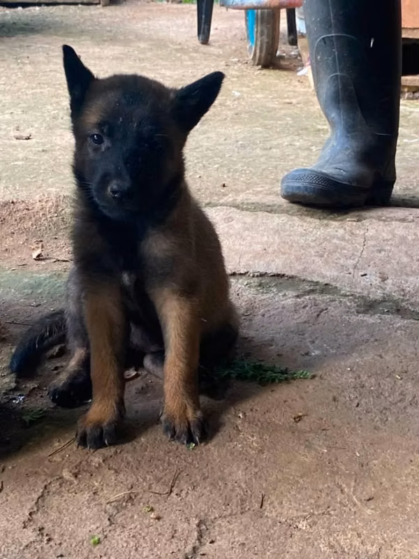 Belga malinois