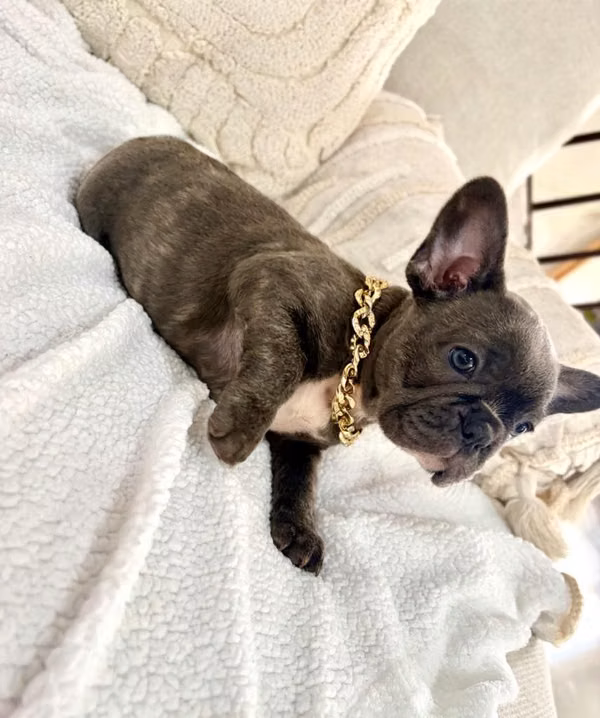 Bulldog Francés