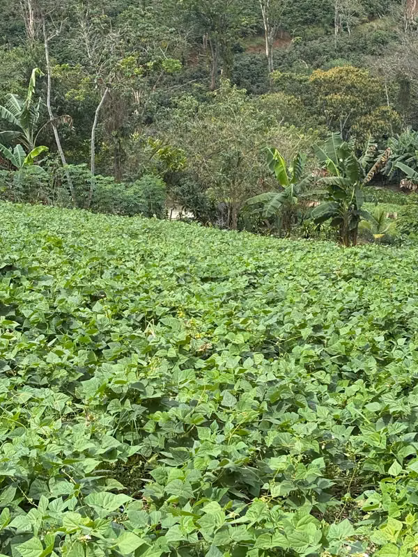 Lote de 2,550 m² con Vistas Panorámicas | Sarchí, Alajuela