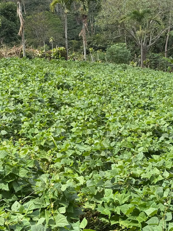 Lote de 2,550 m² con Vistas Panorámicas | Sarchí, Alajuela