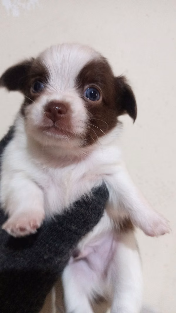 Chihuas bebés