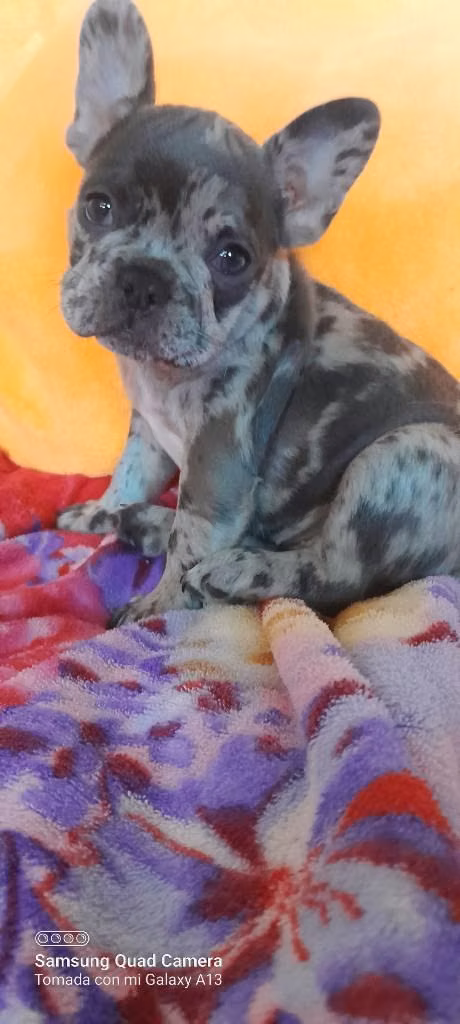 Hembras bulldog francés color blue