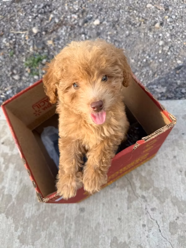 Poodle Puppy for Sale