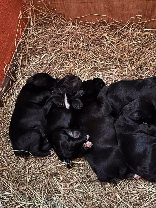 hermosos cachorros