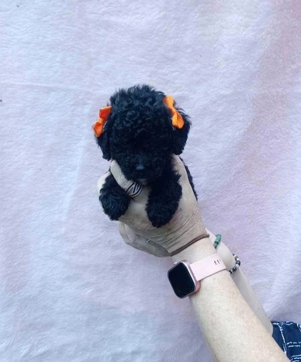 Hembritas french poodle
