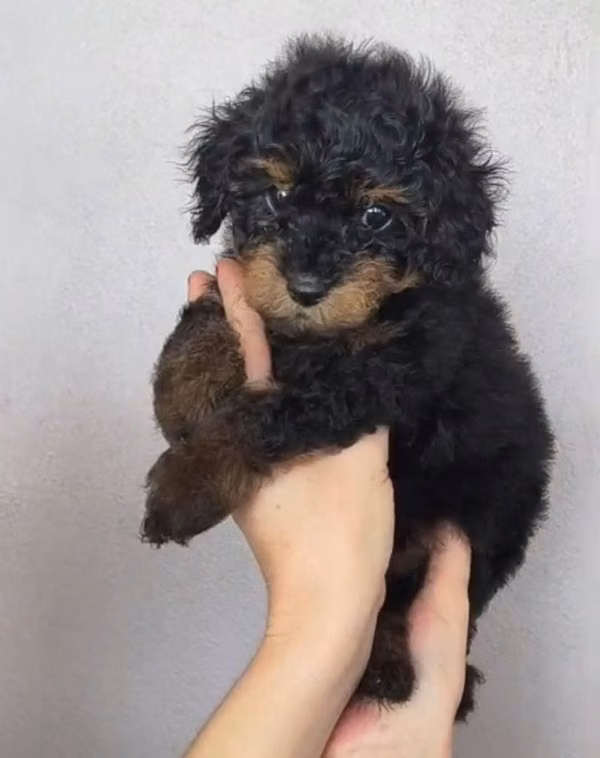 Macho Cachorro French Poodle