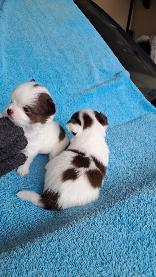 Chihuahuas bebés