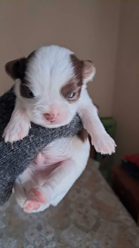 Chihuahuas bebés