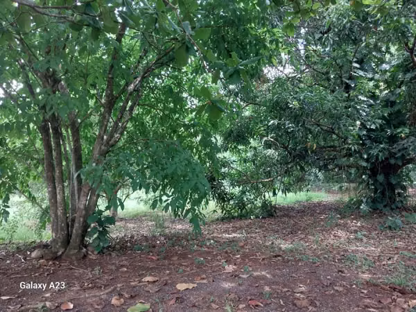 TERRENO EN OROTINA EN VENTA.  GRAN OPORTUNIDAD!!!
