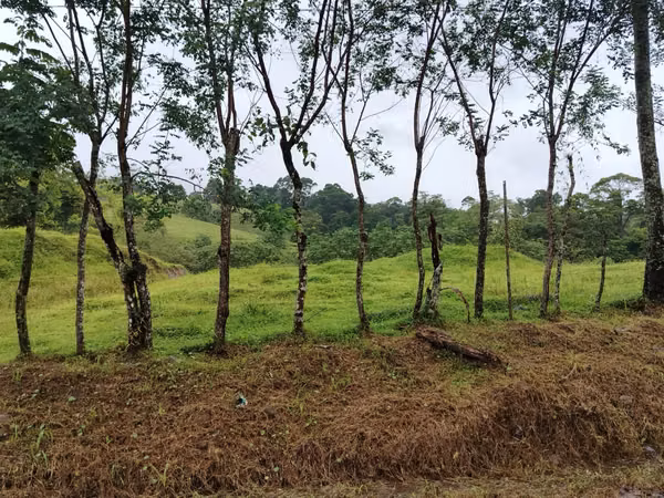 Finca ganadera