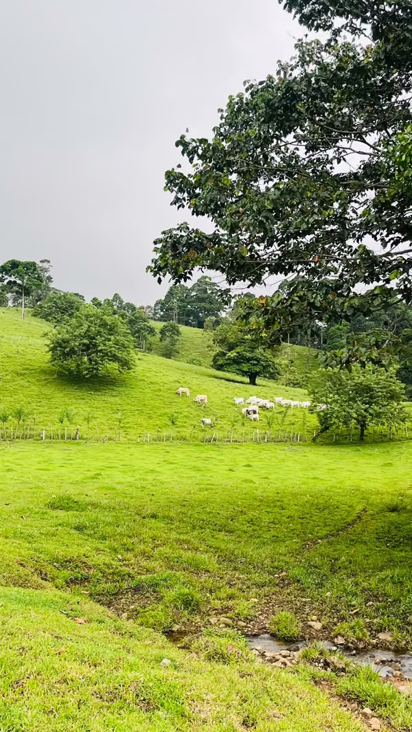 Finca ganadera