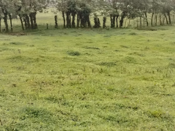 Finca ganadera