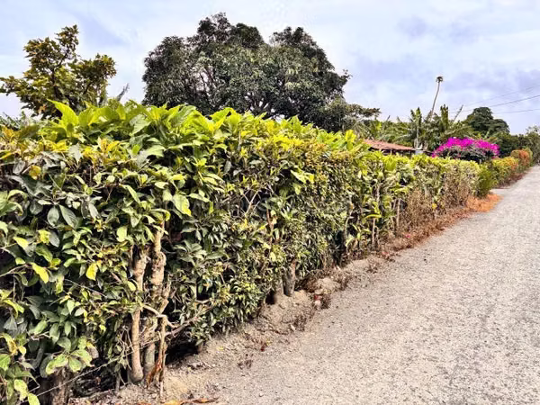 Venta de LOTE disponible para DESARROLLADORES en Santo Domingo-Santo Tomás. 