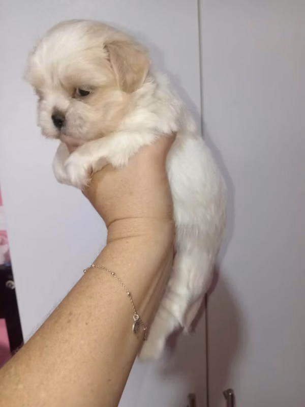 Vendo cachorro