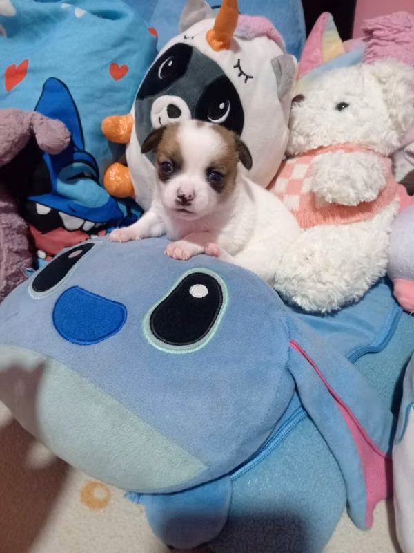 Vendo Chihuahua