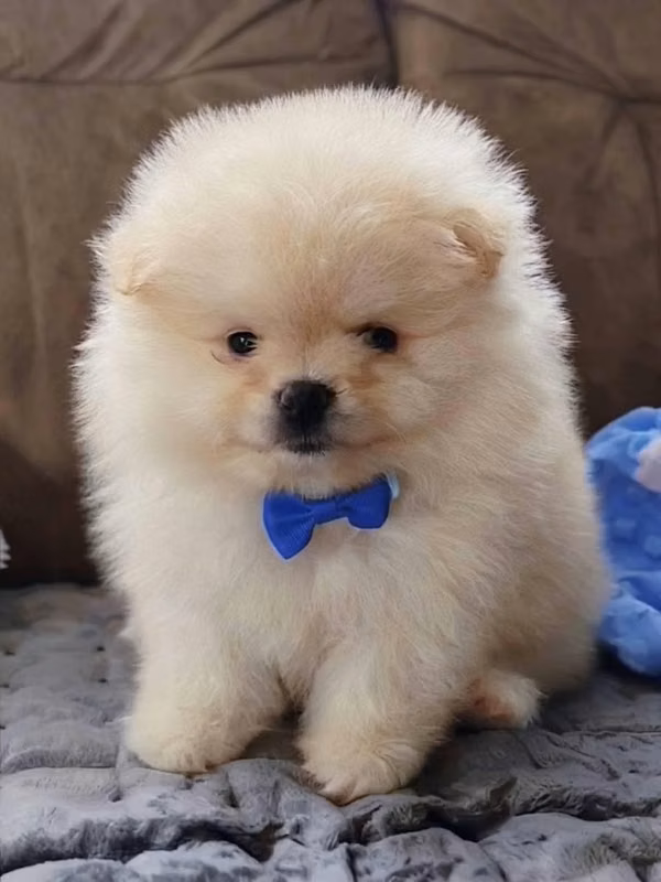 Pomerania
