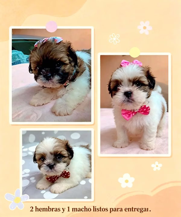 Hermosos bbs Shitzu Emperador