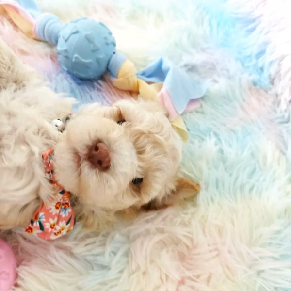 French Poodle Hembra Toy