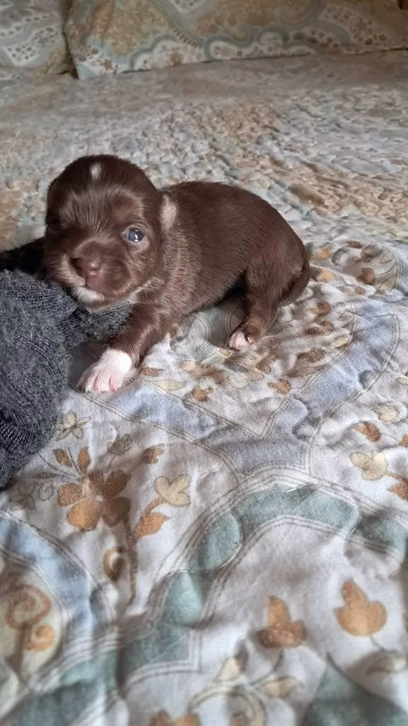Chihuahuas minis