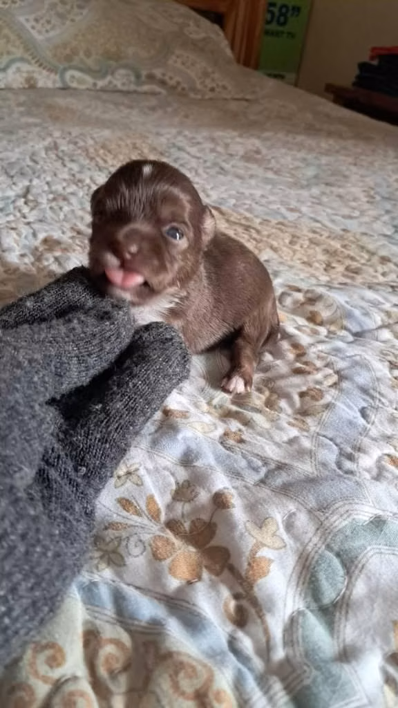 Chihuahuas minis