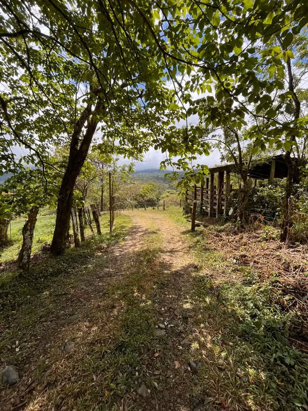 Finca de 29 Hectáreas en Upala – Lista para Producir