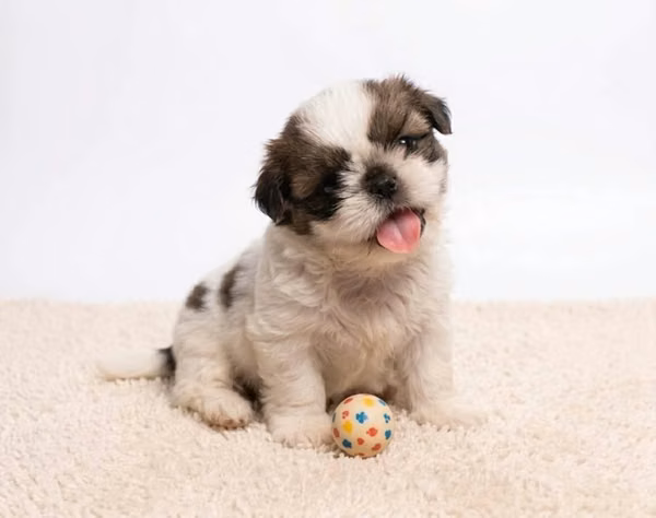 Shih Tzu hembra y machos oportunidad