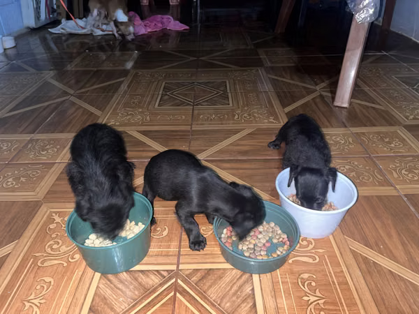 Se regalan perritos