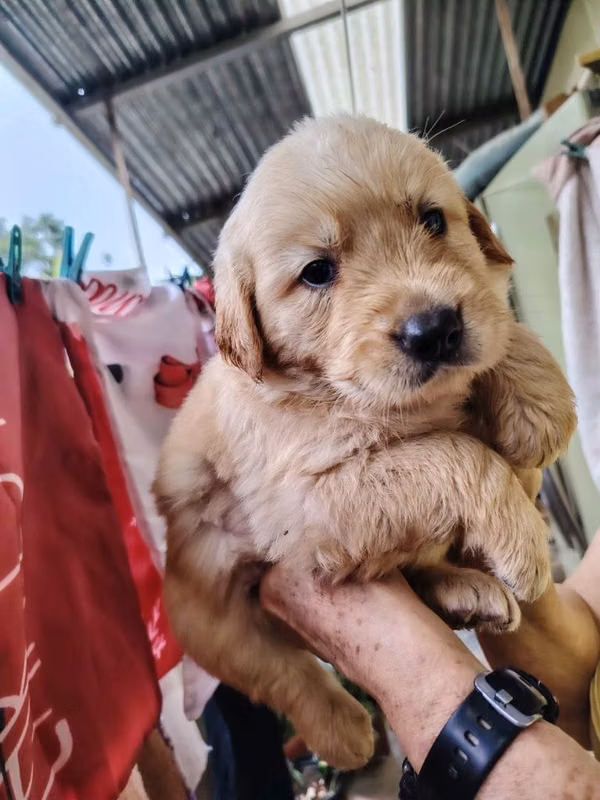 Golden retriever