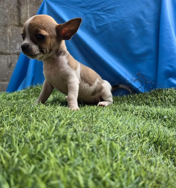 Chihuahua macho
