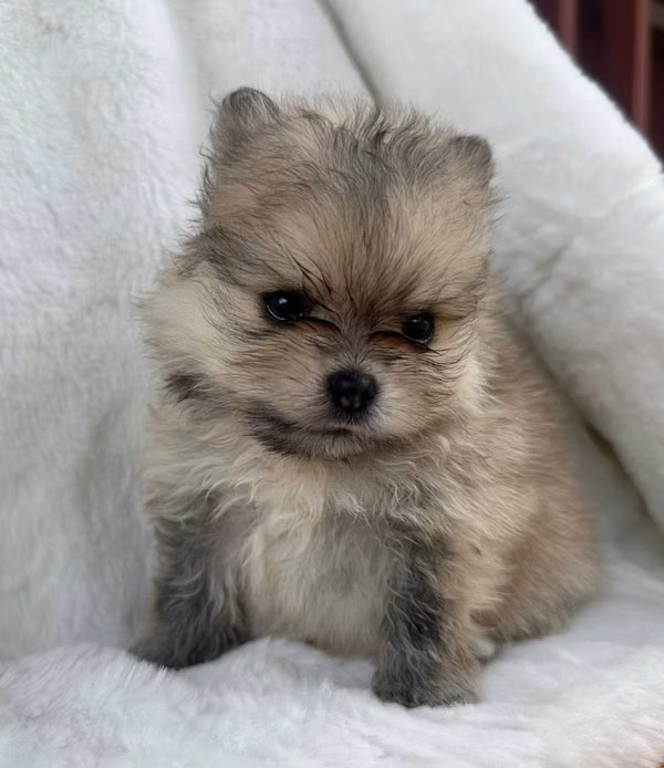 Pomerania cachorros