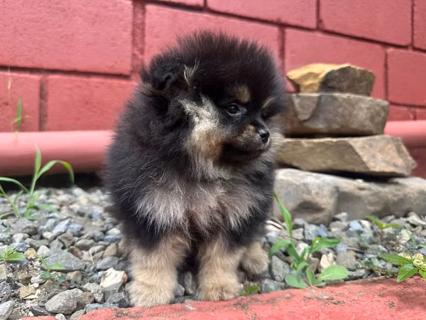 Pomeranian pure exotic female mini