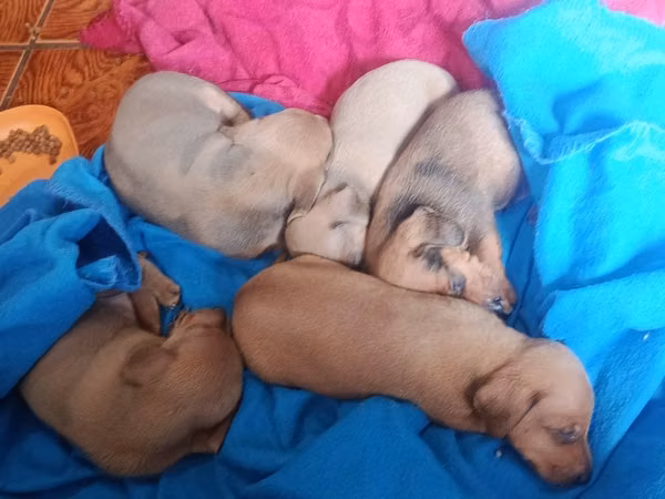 Perros salchicha
