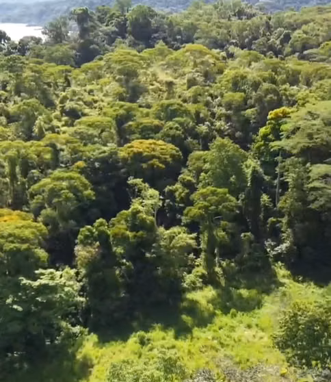 Santuario Vivo en Bahía Drake: 17 Hectáreas de Bosque Primario con Acceso al Mar y Río Agujitas