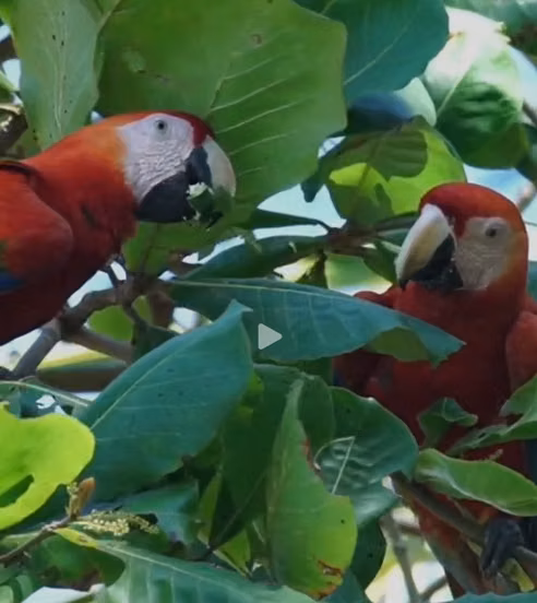 Santuario Vivo en Bahía Drake: 17 Hectáreas de Bosque Primario con Acceso al Mar y Río Agujitas