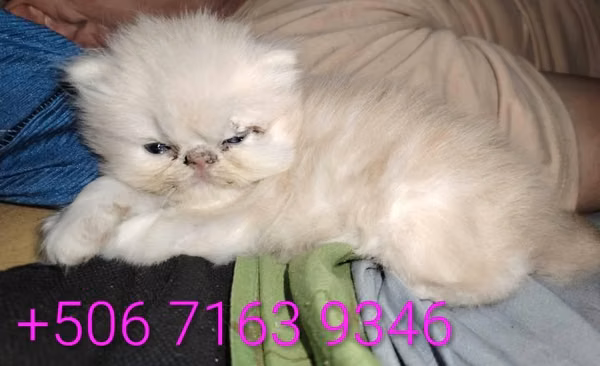 Gatita Persa