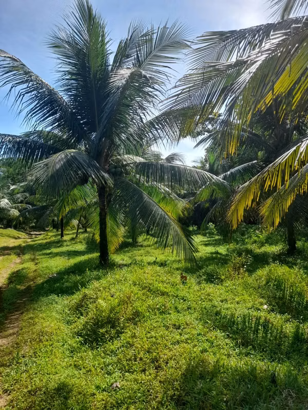Oportunidad se vende finca 57 hectáreas en 115 millones de colones
