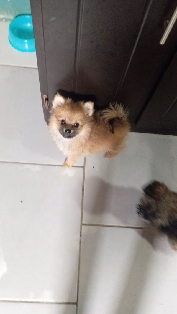 Hermosos pomerania Spitz