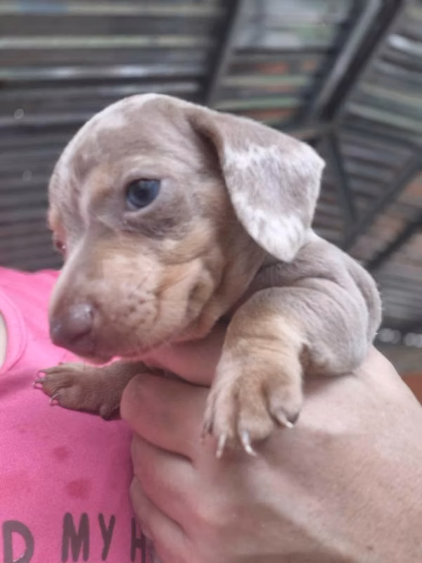 Salchichas Piebald